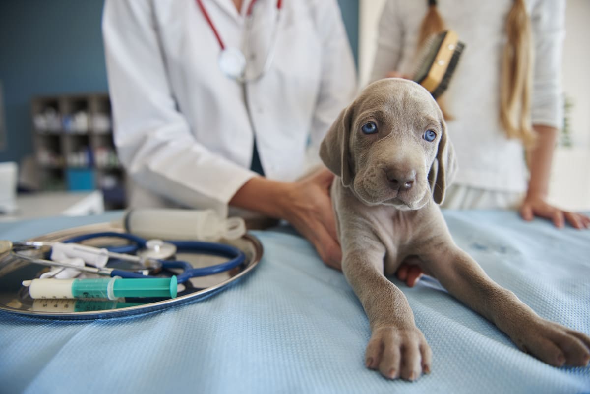 hospital veterinario oncologia animal