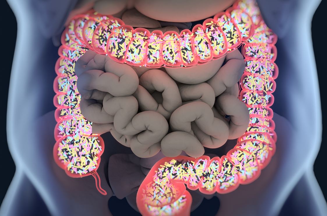 Microbiota intestinal
